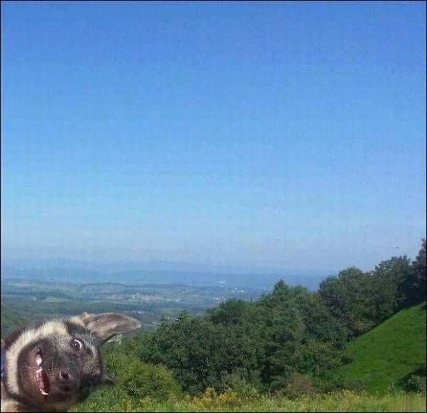Прикольные картинки