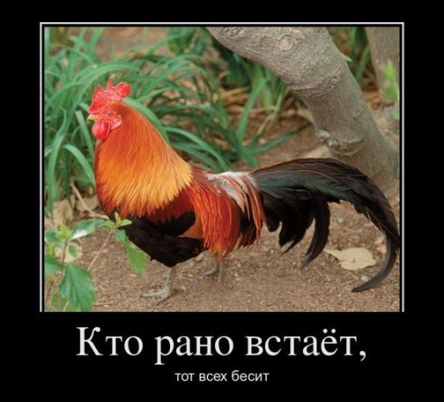 Демотиваторы
