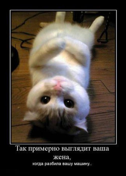 Демотиваторы