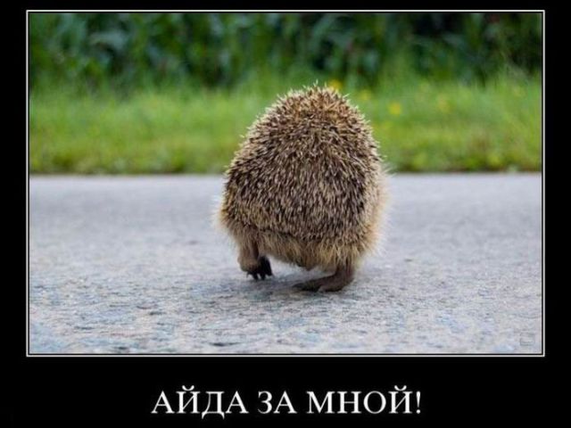 Демотиваторы