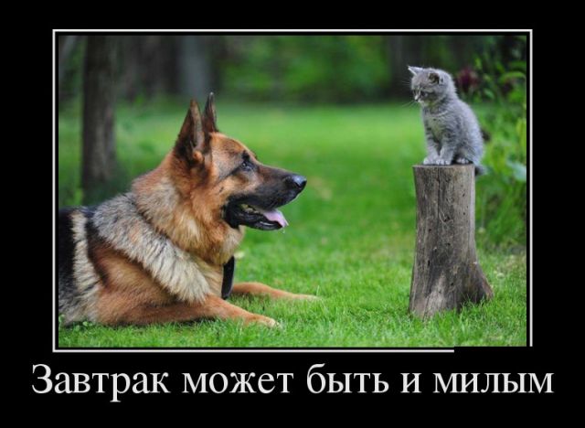 Демотиваторы