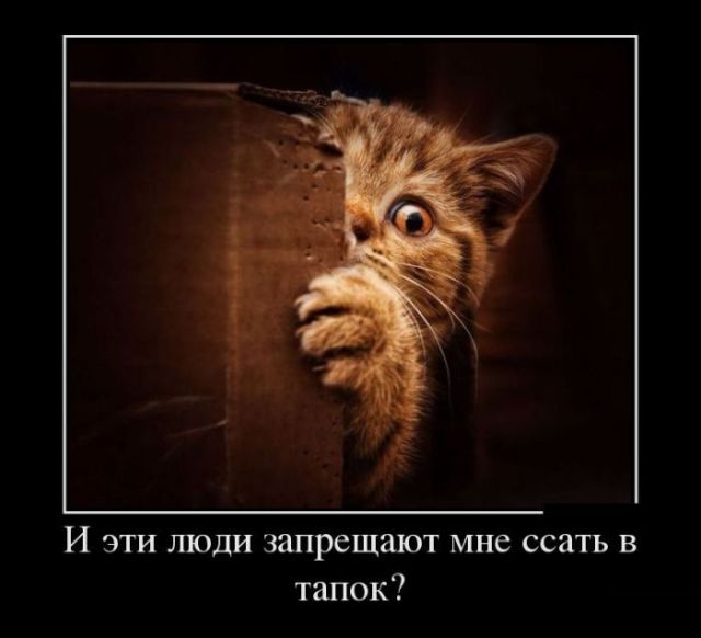 Демотиваторы