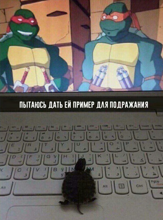 Прикольные картинки