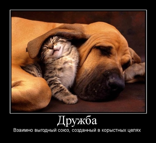 Демотиваторы