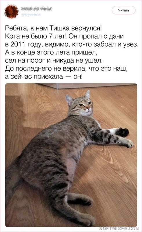Любопытные факты от заводчика кошек