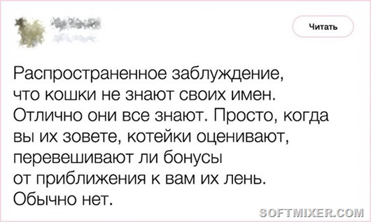 Любопытные факты от заводчика кошек