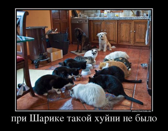 Демотиваторы (64 фото)