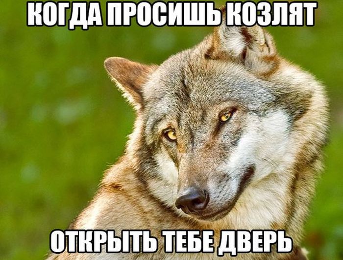 Порция картинок