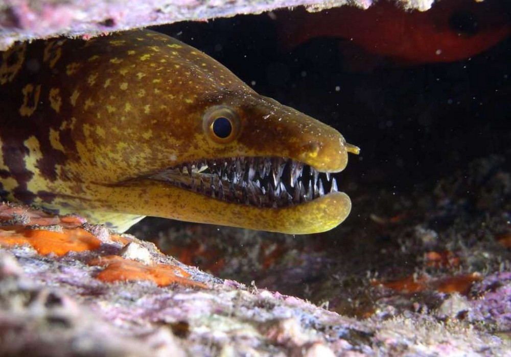 Зло таится под водой: страшные морские создания