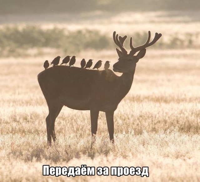 Прикольные картинки
