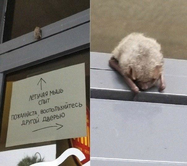 Нестандартный юмор и картинки с просторов сети