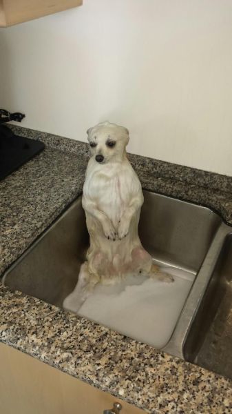 Прикольные картинки (85 фото)