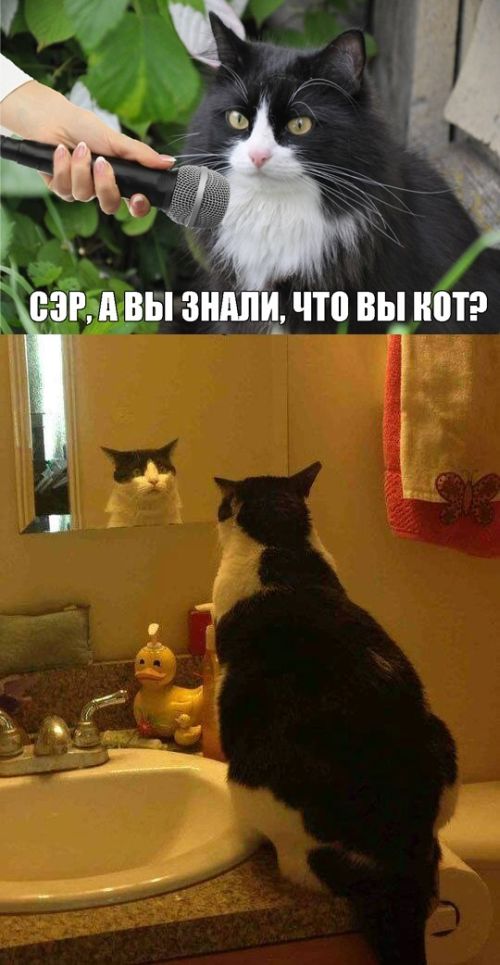 Порция картинок