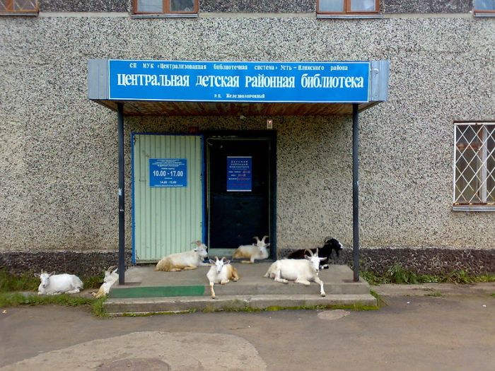 Прикольные картинки