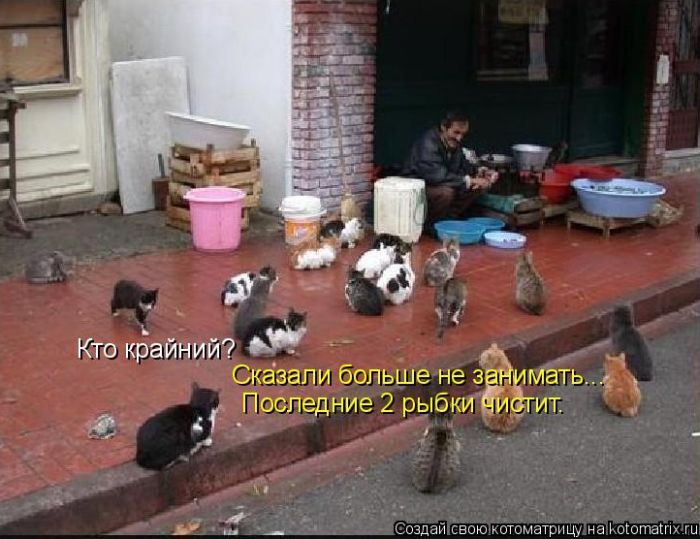 Лучшие котоматрицы недели