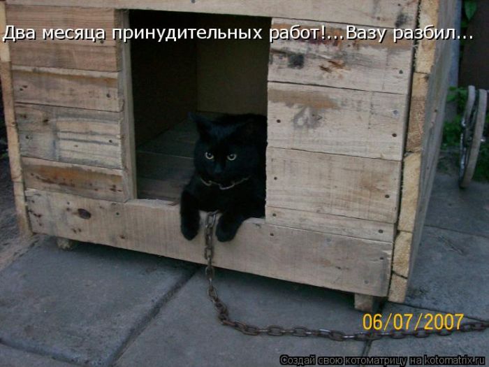 Лучшие котоматрицы недели