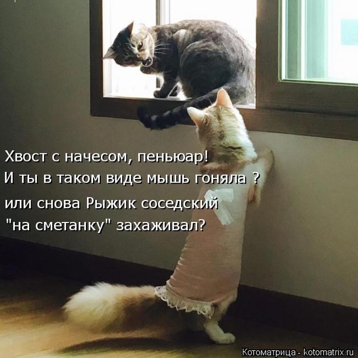 Лучшие котоматрицы недели