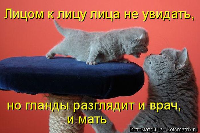 Лучшие котоматрицы недели