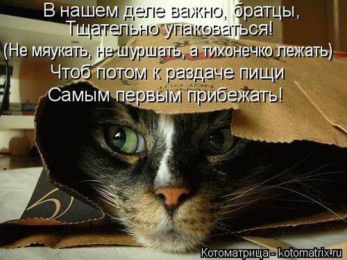 Лучшие котоматрицы недели