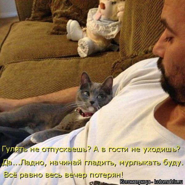 Лучшие котоматрицы недели