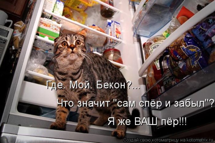 Лучшие котоматрицы недели