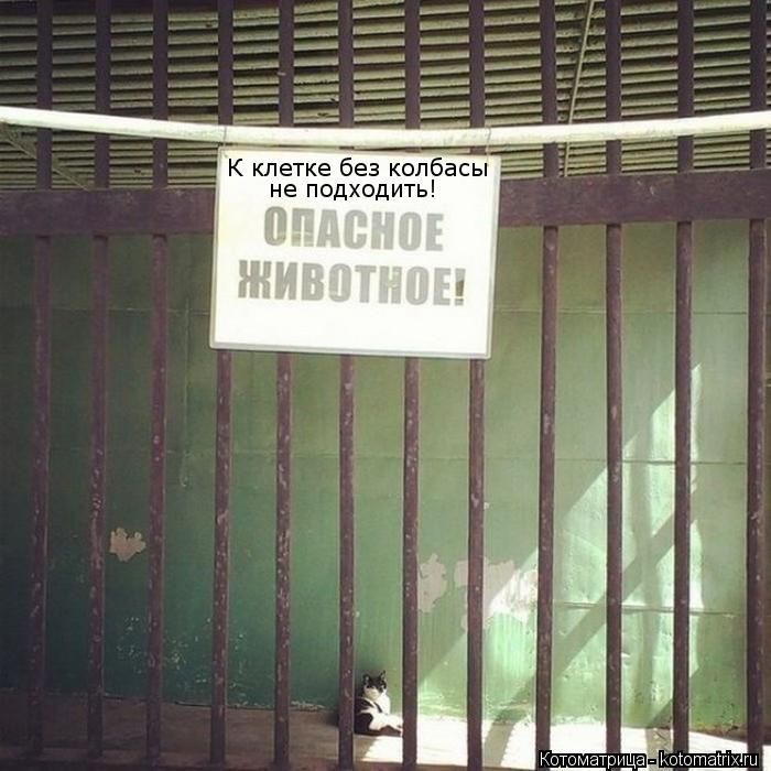 Лучшие котоматрицы недели