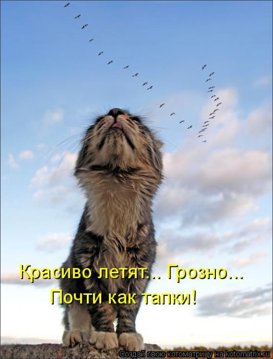Лучшие котоматрицы недели