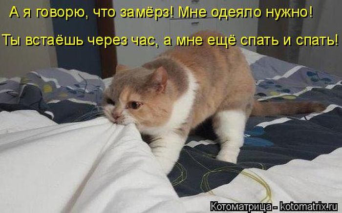 Лучшие котоматрицы недели