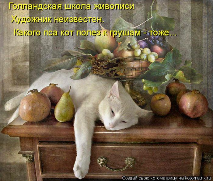Лучшие котоматрицы недели