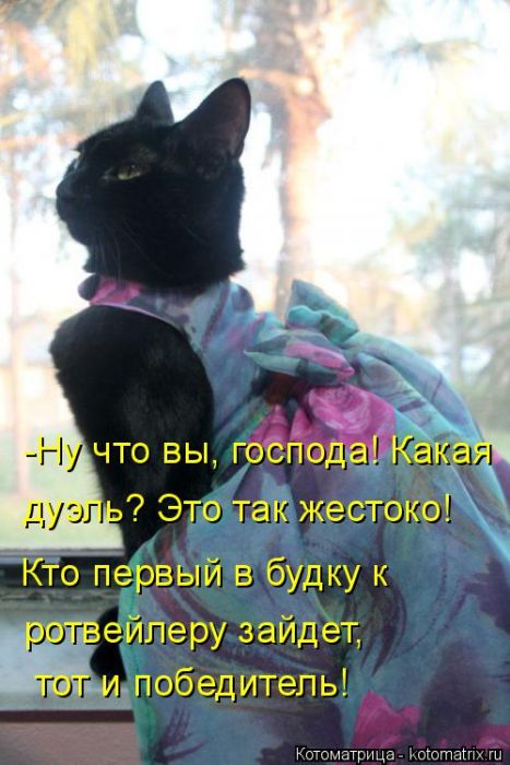 Лучшие котоматрицы недели