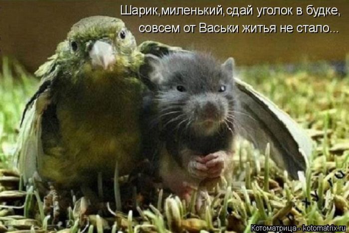 Лучшие котоматрицы недели