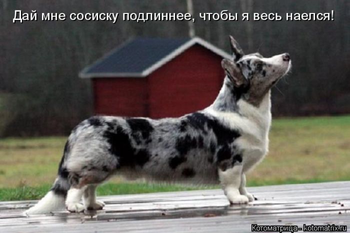 Лучшие котоматрицы недели