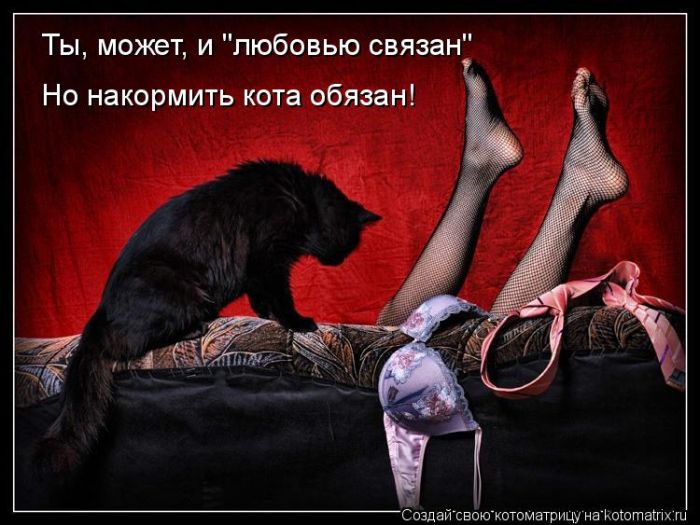 Лучшие котоматрицы недели