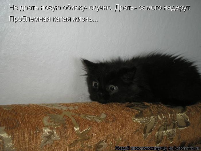 Лучшие котоматрицы недели