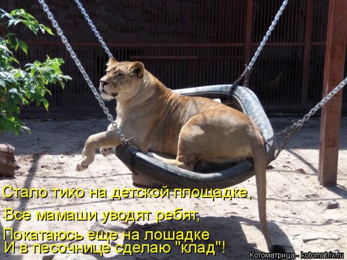 Лучшие котоматрицы недели