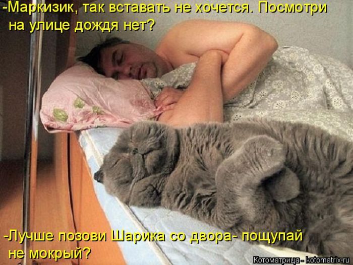 Лучшие котоматрицы недели