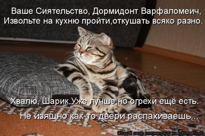 Лучшие котоматрицы недели