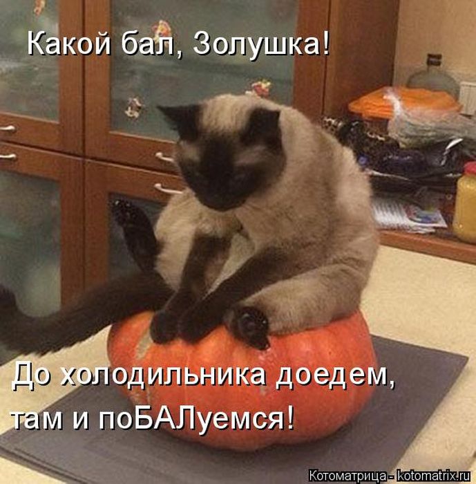 Лучшие котоматрицы недели