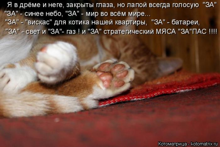Лучшие котоматрицы недели