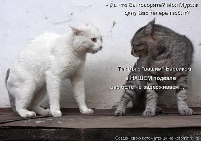 Лучшие котоматрицы недели