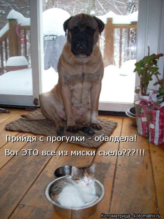Лучшие котоматрицы недели