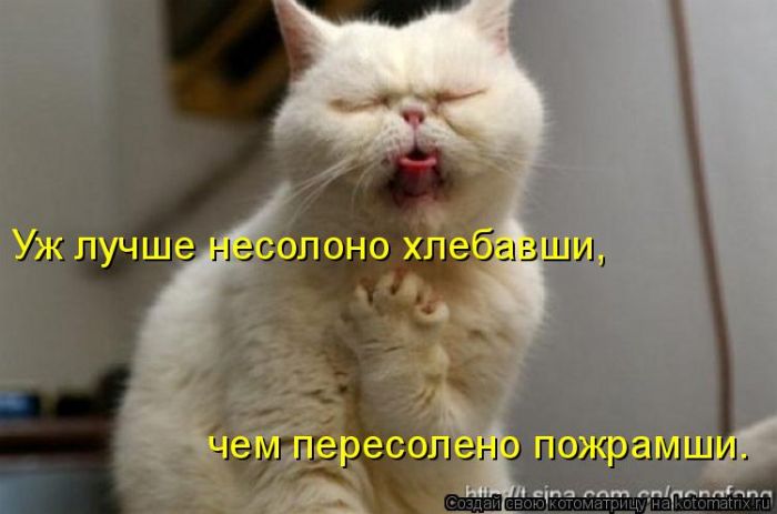 Лучшие котоматрицы недели