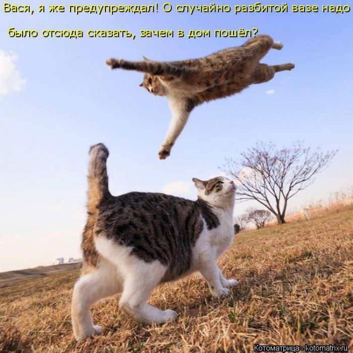 Лучшие котоматрицы недели