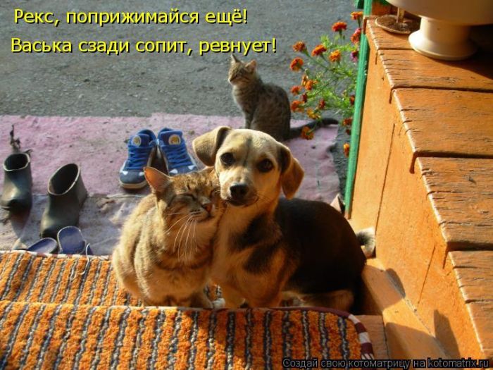 Лучшие котоматрицы недели