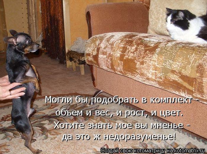Лучшие котоматрицы недели