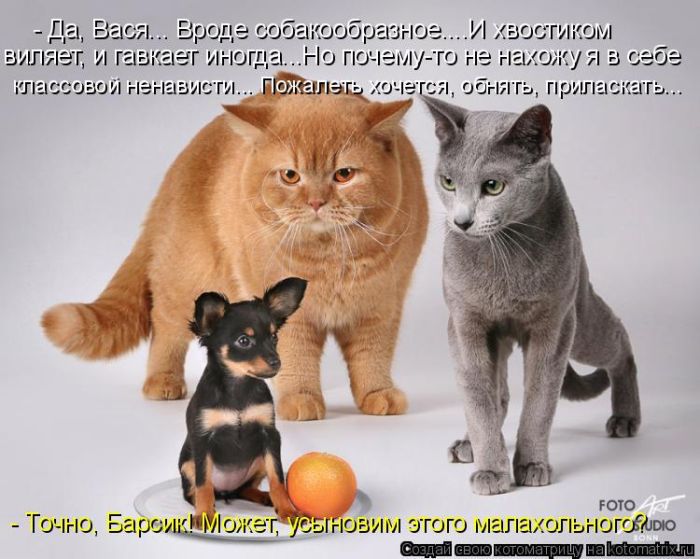 Лучшие котоматрицы недели