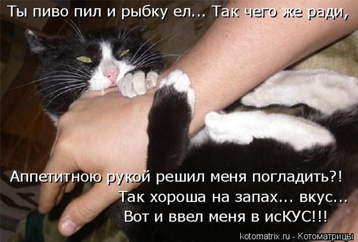Лучшие котоматрицы недели