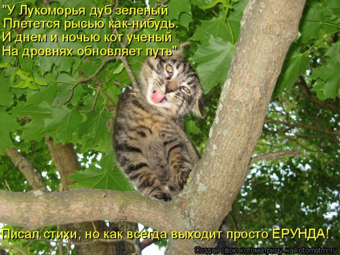 Лучшие котоматрицы недели