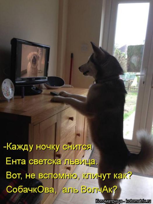 Лучшие котоматрицы недели