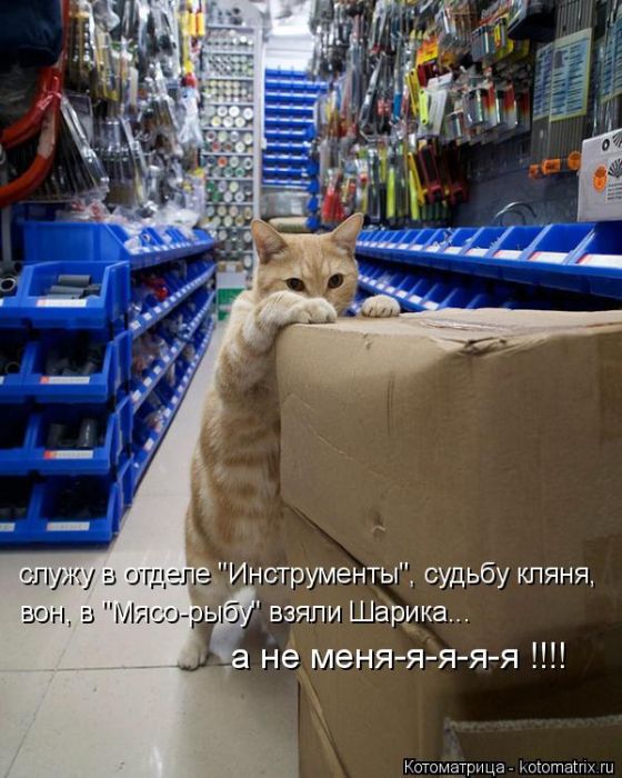 Лучшие котоматрицы недели